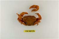 藏品(拉氏清溪蟹)的圖片